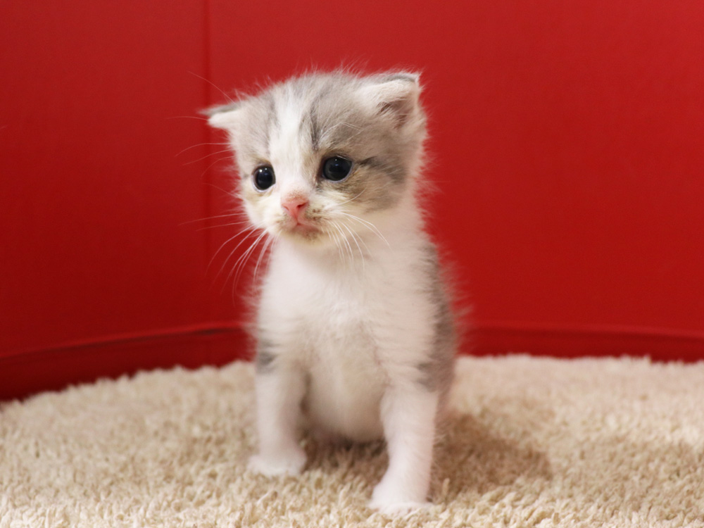 スコティッシュフォールドの子猫画像
