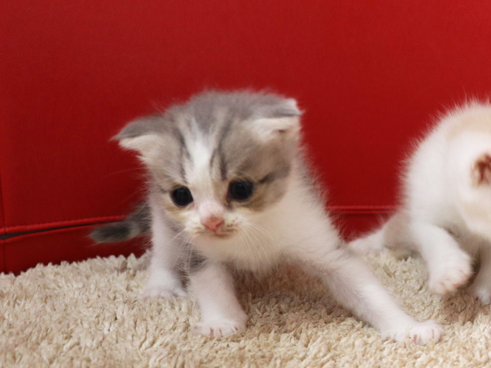 スコティッシュフォールドの子猫画像