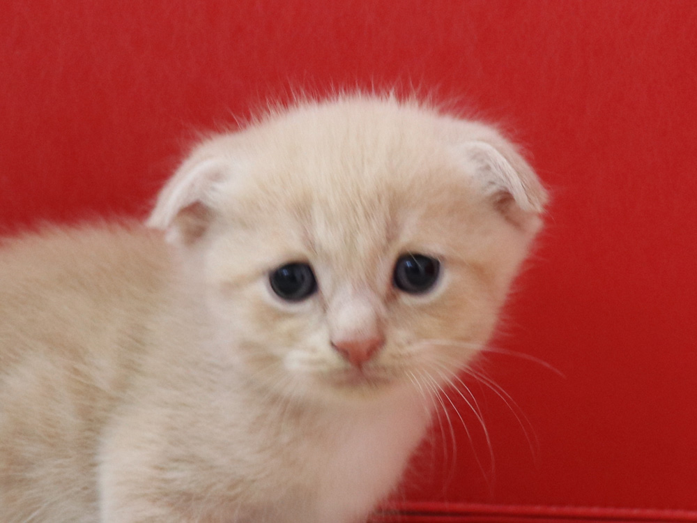 スコティッシュフォールドの子猫画像