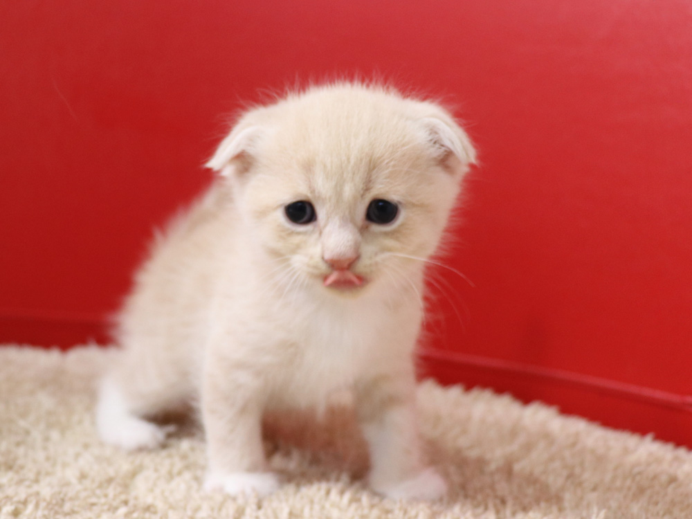 スコティッシュフォールドの子猫画像