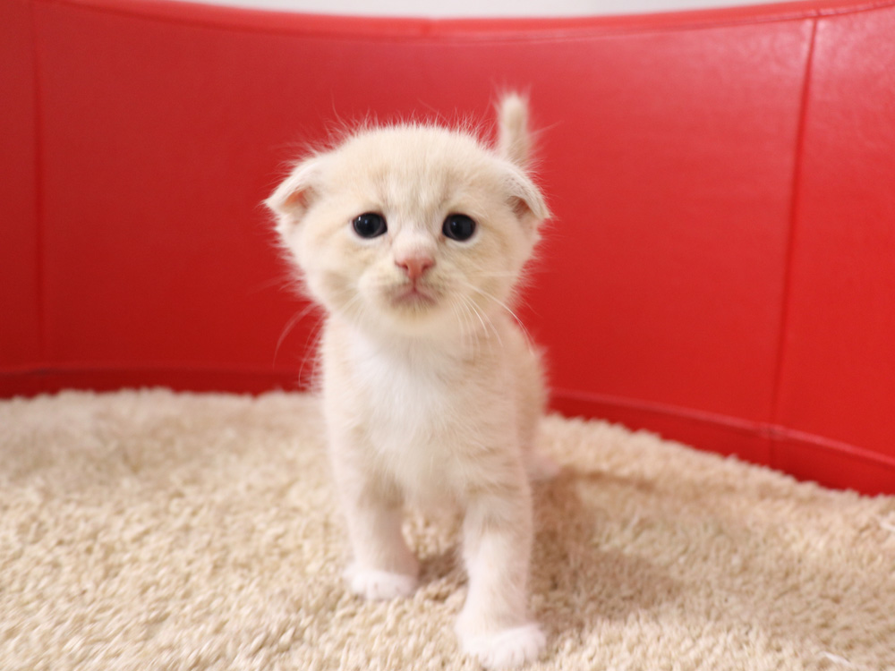 スコティッシュフォールドの子猫画像