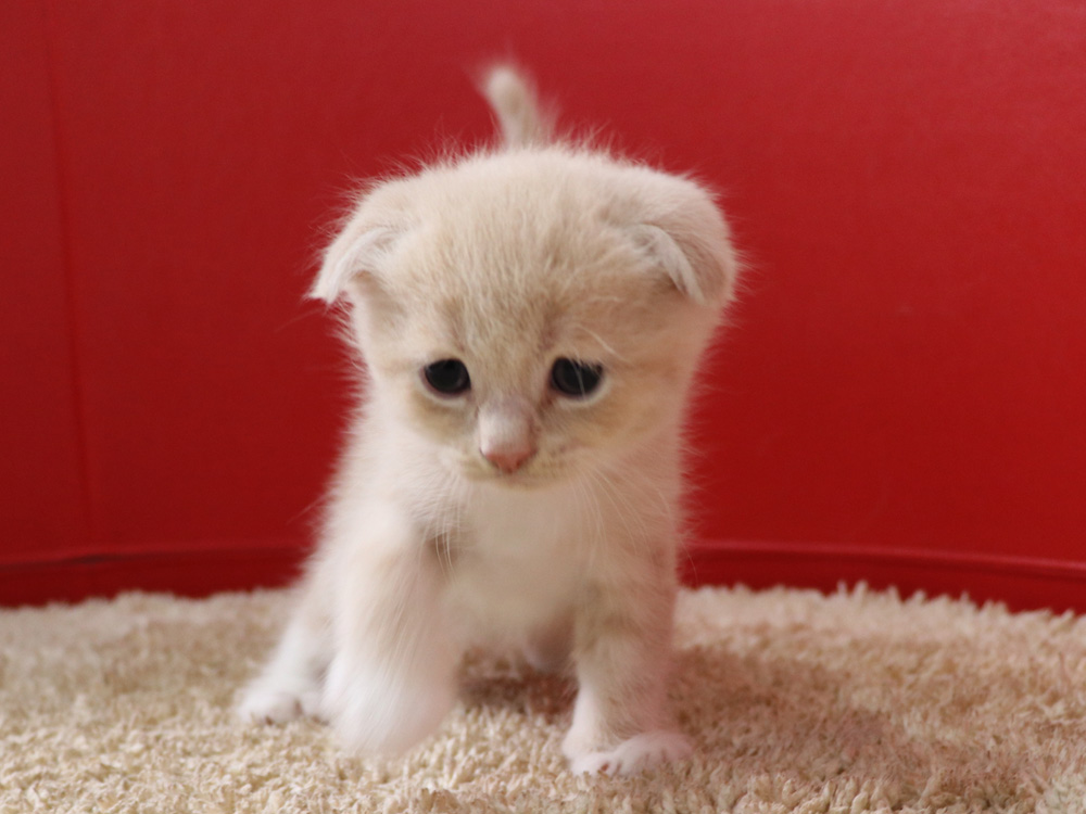 スコティッシュフォールドの子猫画像