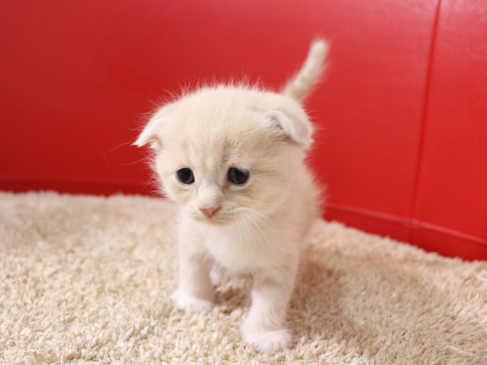 スコティッシュフォールドの子猫画像