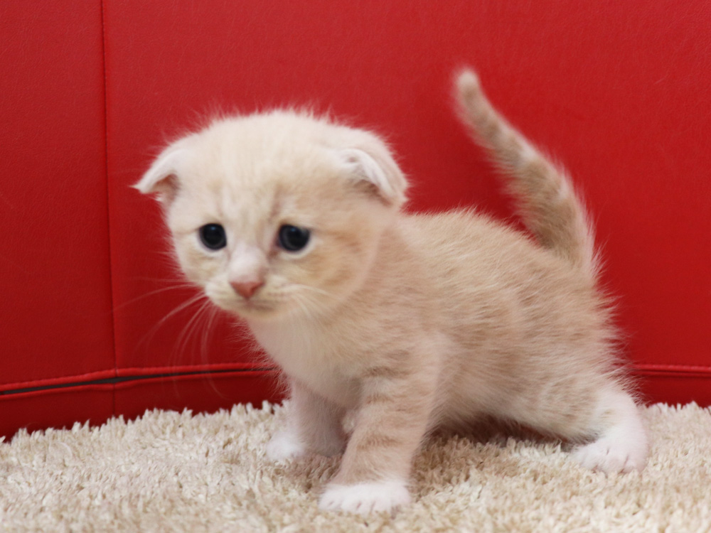 スコティッシュフォールドの子猫画像