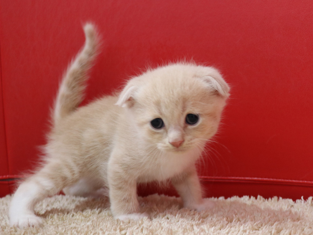 スコティッシュフォールドの子猫画像
