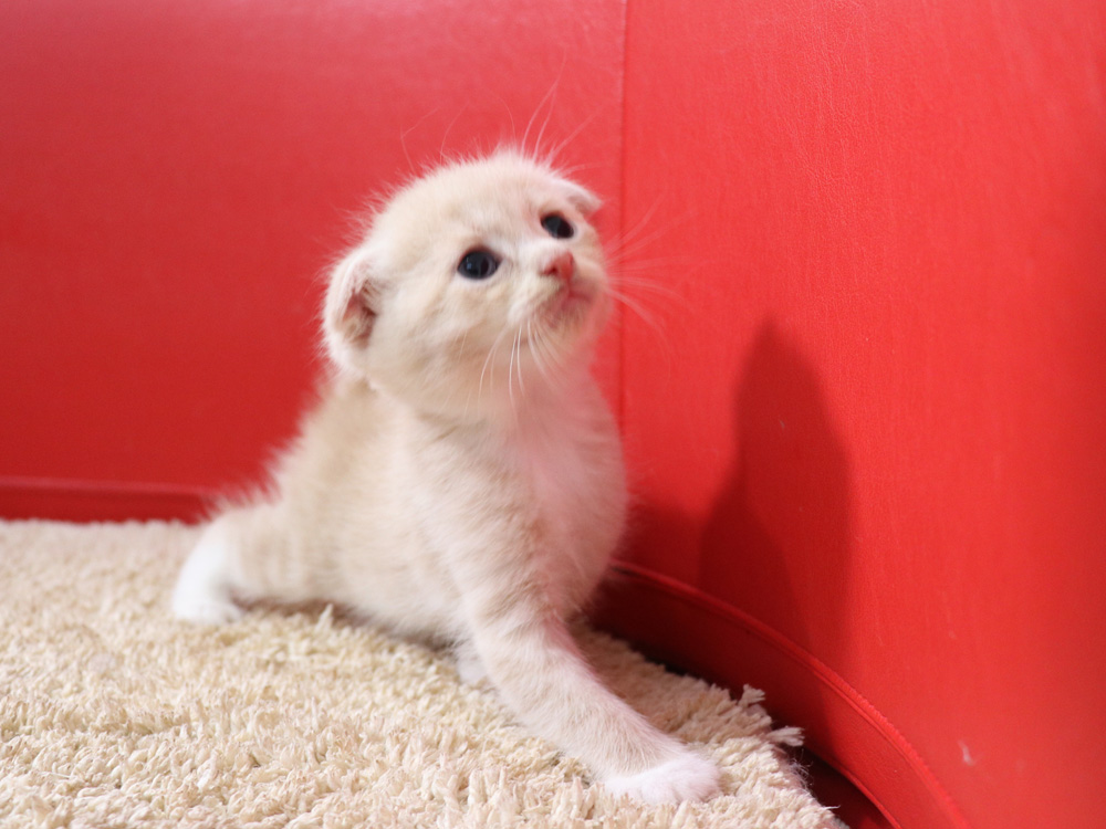 スコティッシュフォールドの子猫画像