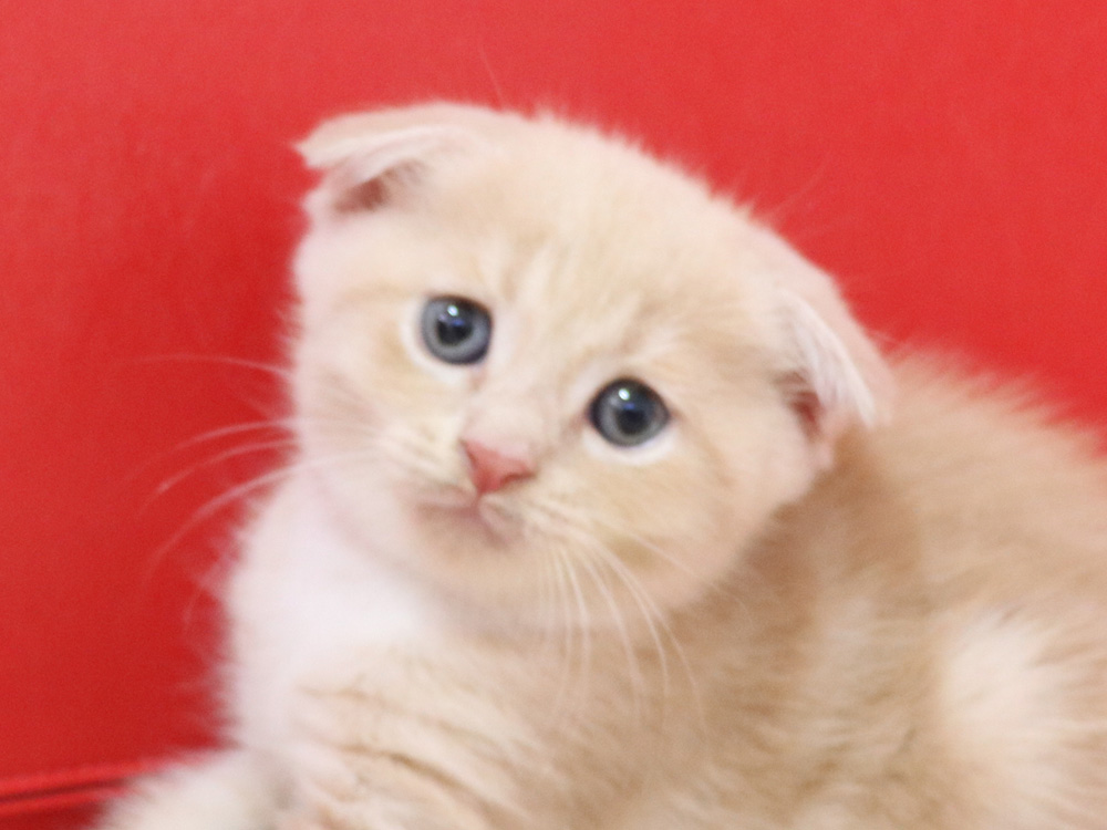 スコティッシュフォールドの子猫画像