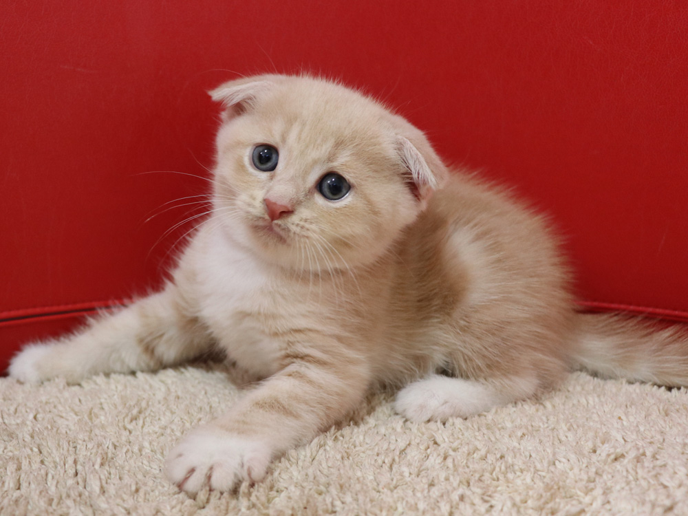 スコティッシュフォールドの子猫画像