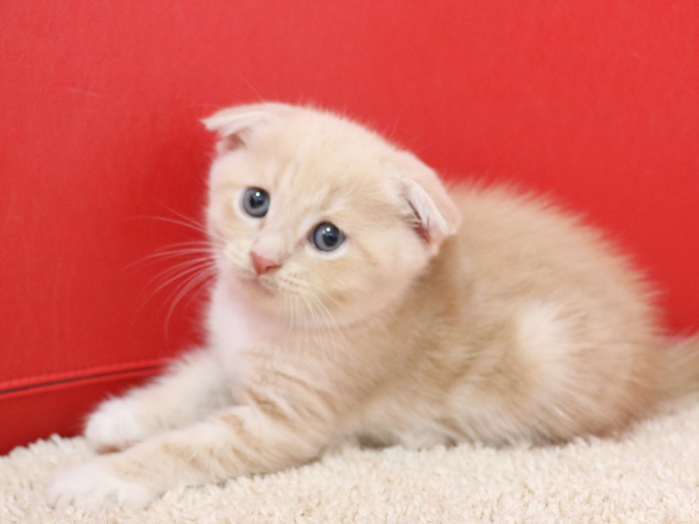 スコティッシュフォールドの子猫画像