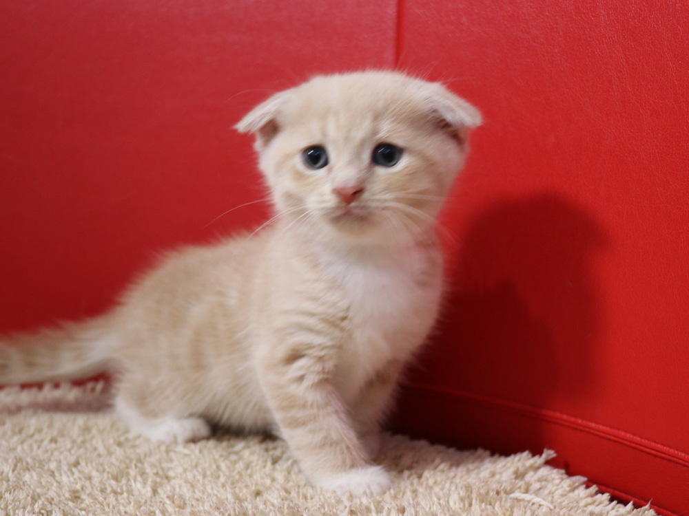 スコティッシュフォールドの子猫画像