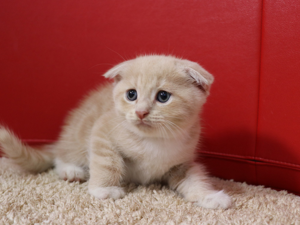 スコティッシュフォールドの子猫画像