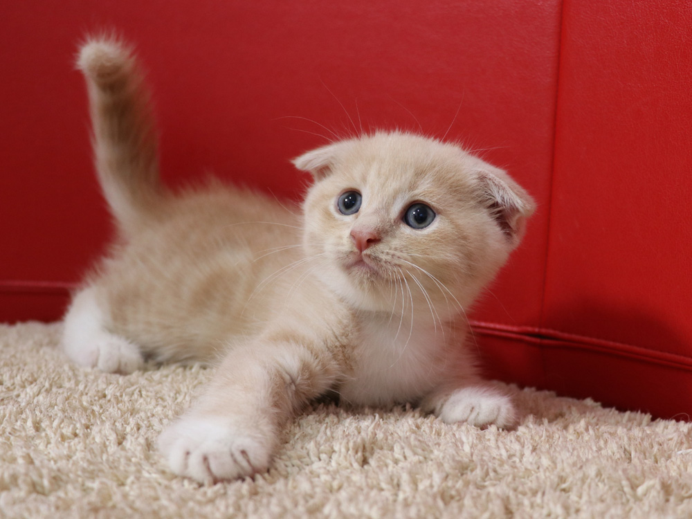 スコティッシュフォールドの子猫画像