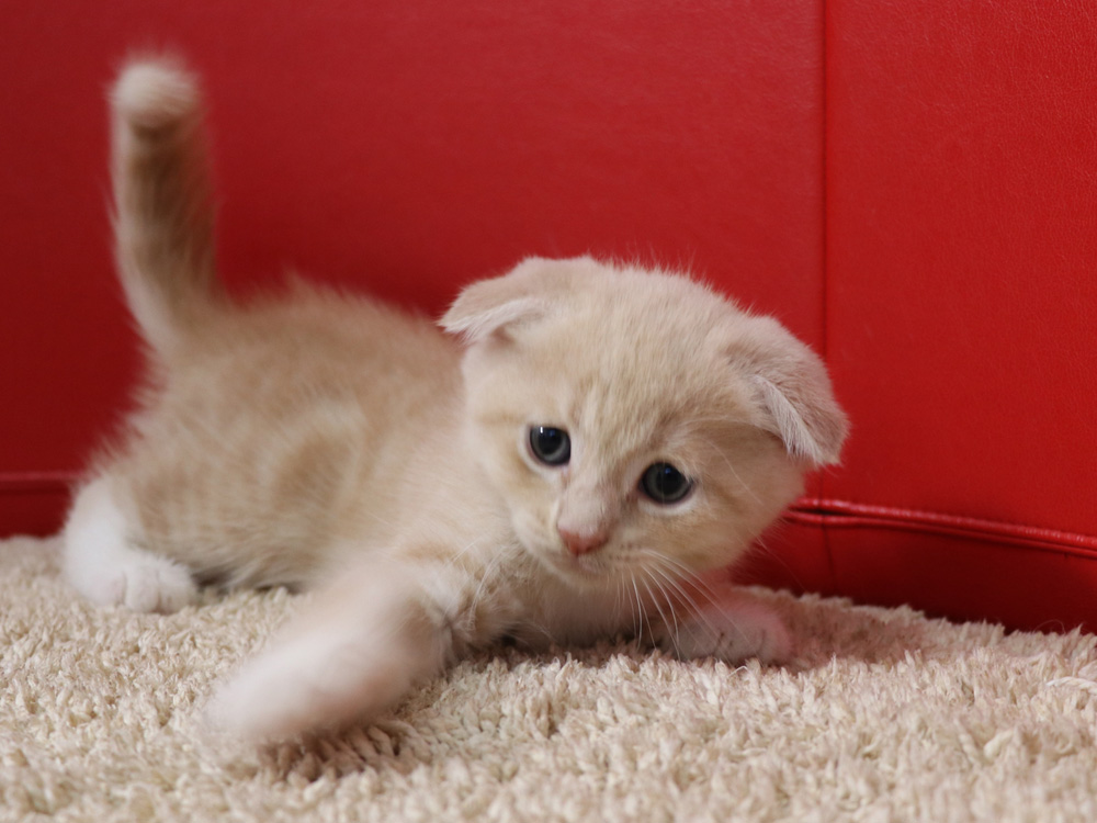 スコティッシュフォールドの子猫画像