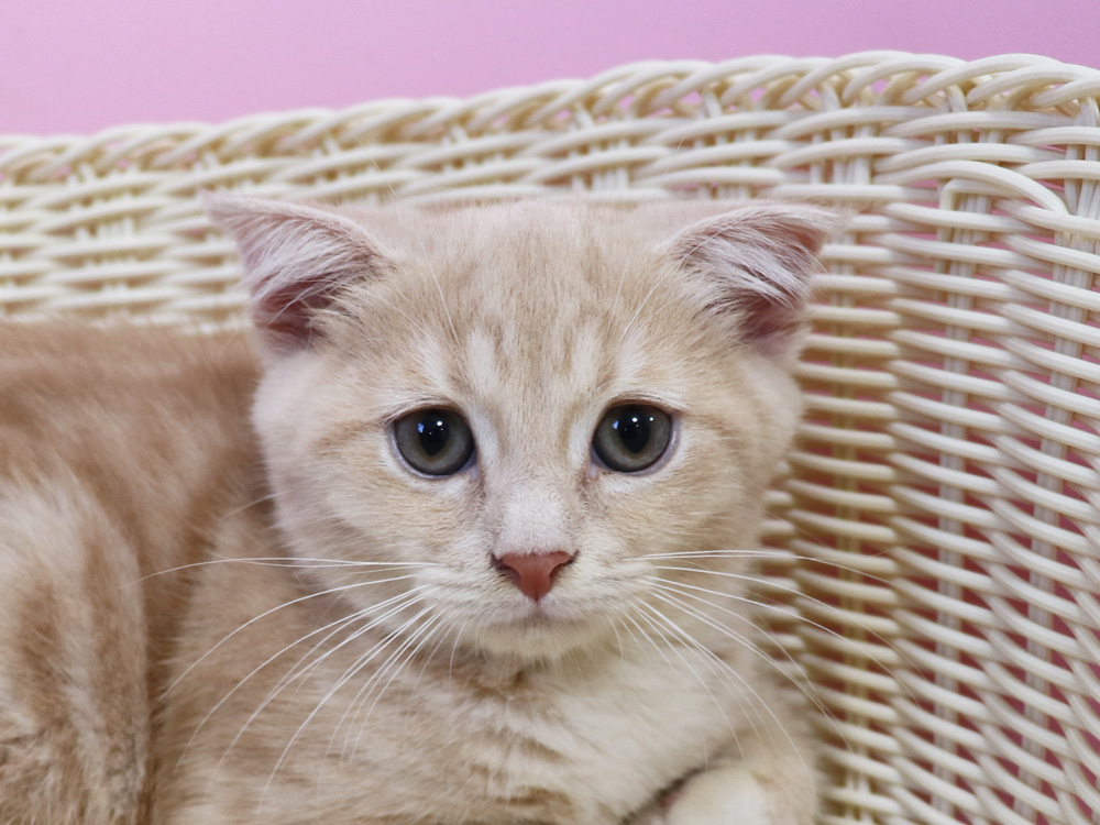 スコティッシュフォールドの子猫画像