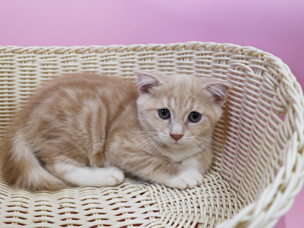 スコティッシュフォールドの子猫画像