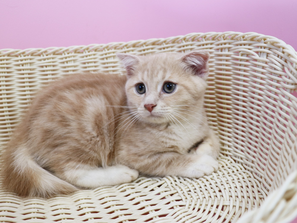スコティッシュフォールドの子猫画像
