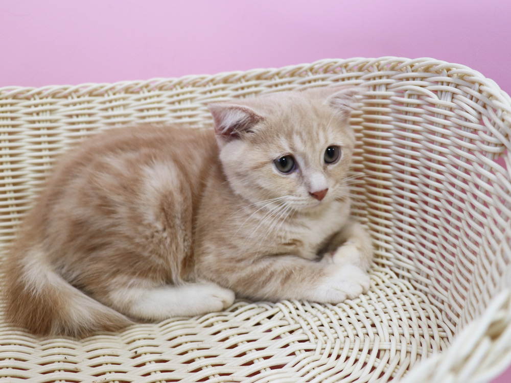 スコティッシュフォールドの子猫画像