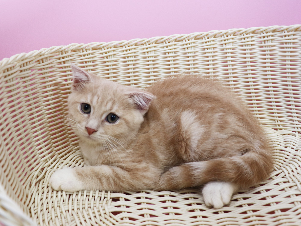 スコティッシュフォールドの子猫画像