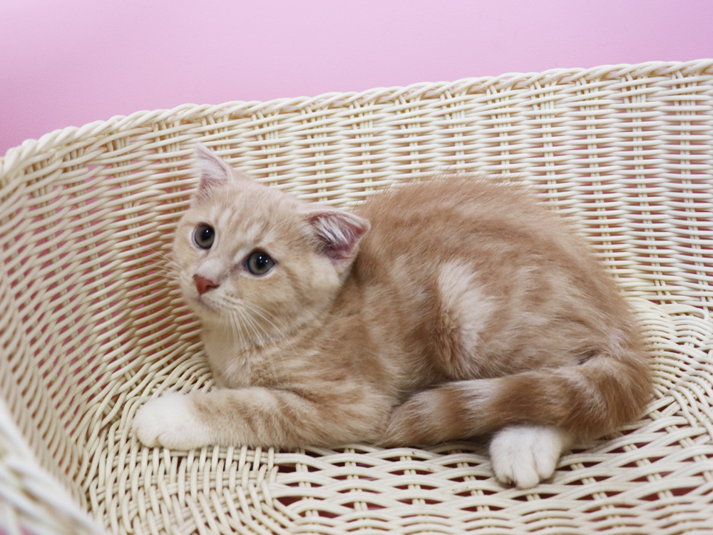 スコティッシュフォールドの子猫画像