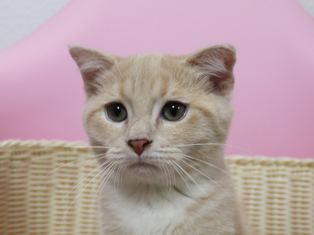 スコティッシュフォールドの子猫画像