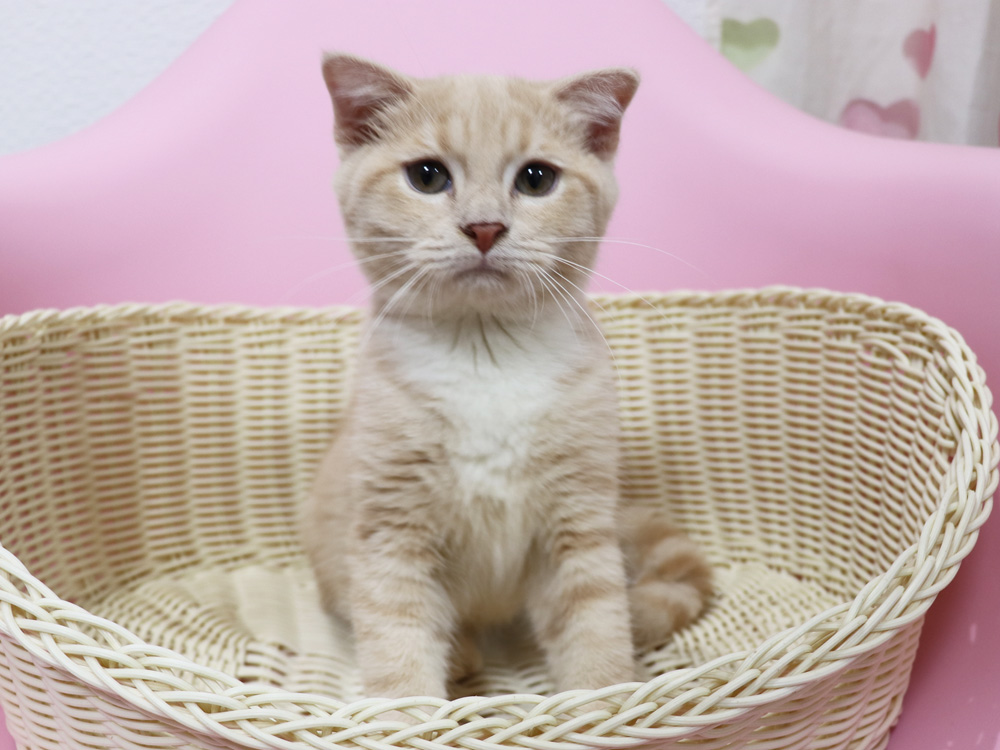 スコティッシュフォールドの子猫画像
