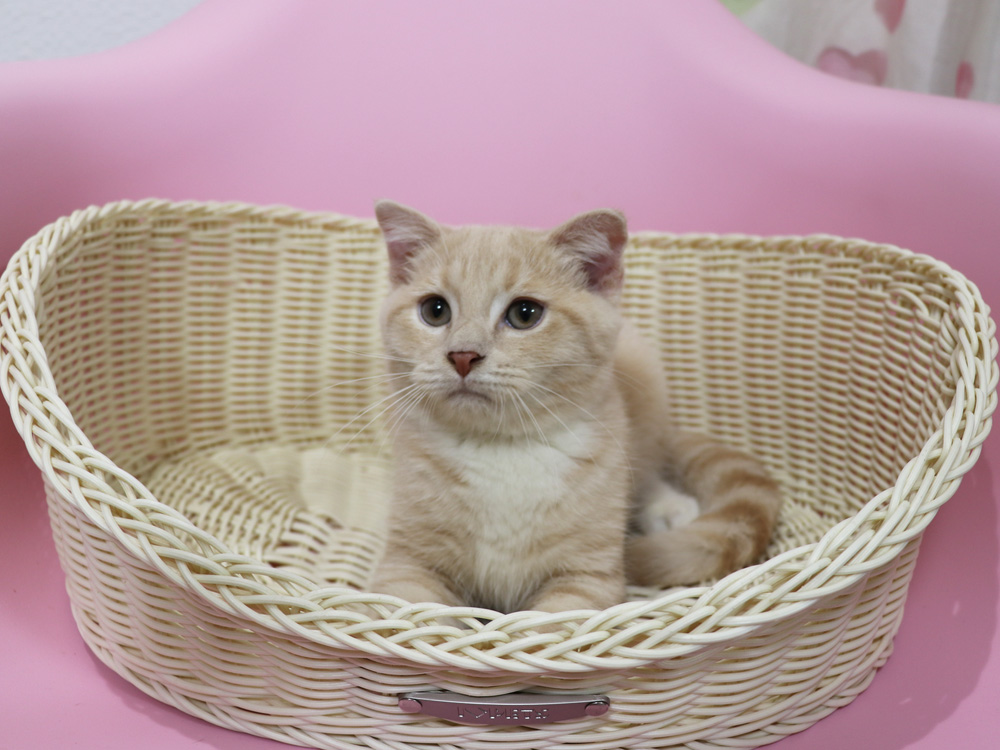 スコティッシュフォールドの子猫画像
