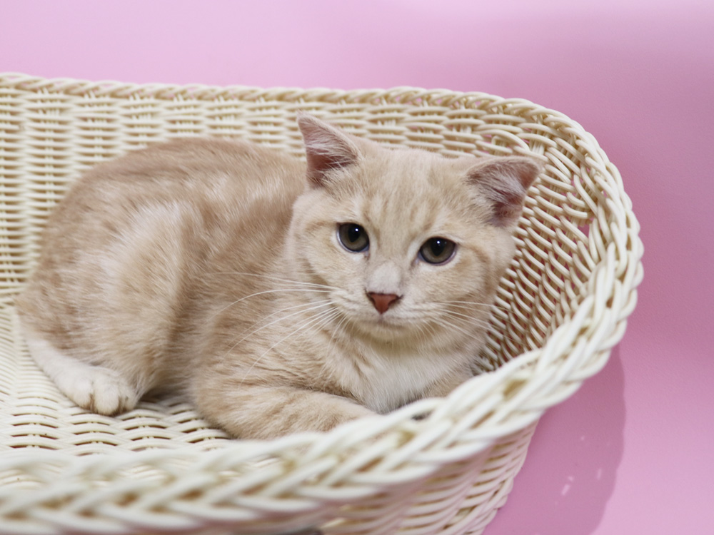スコティッシュフォールドの子猫画像