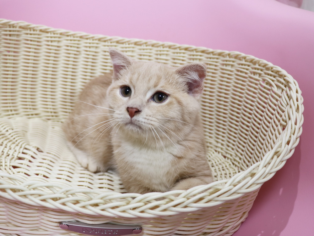 スコティッシュフォールドの子猫画像