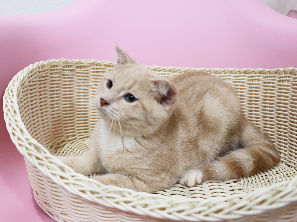 スコティッシュフォールドの子猫画像
