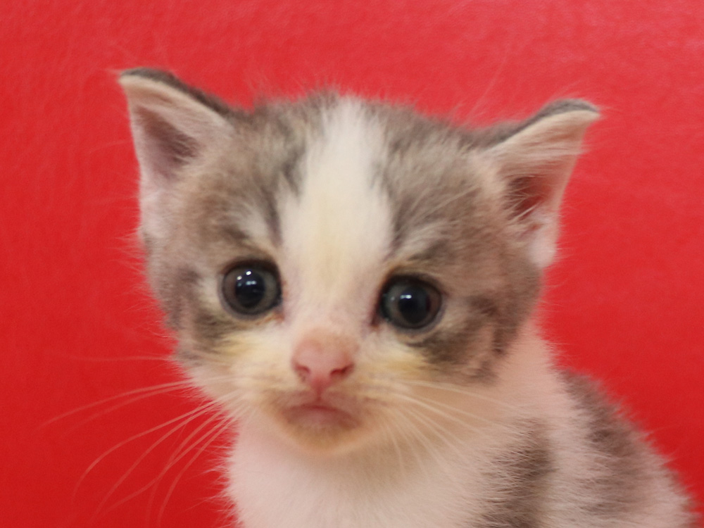 スコティッシュフォールドの子猫画像