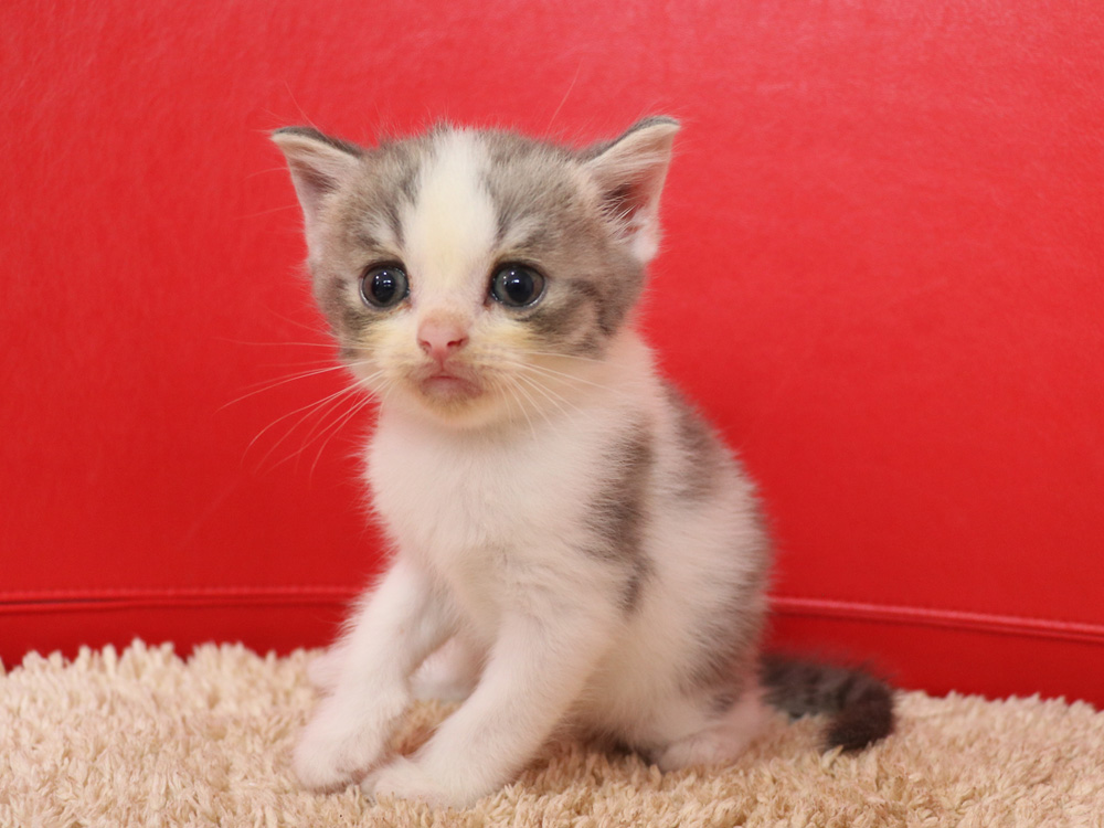 スコティッシュフォールドの子猫画像
