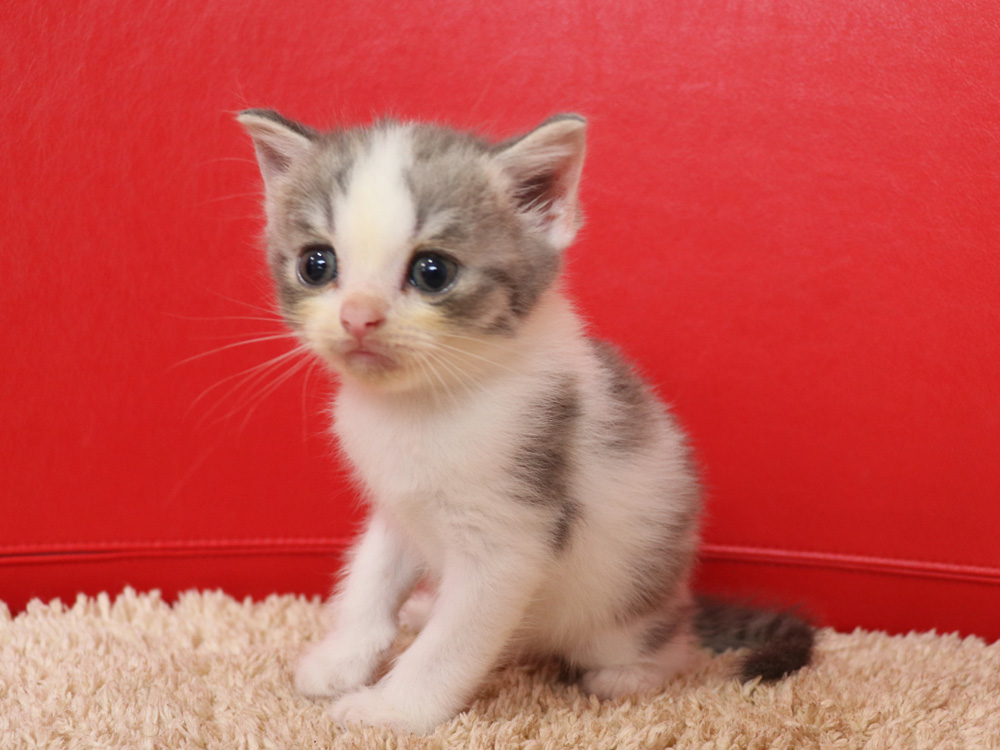 スコティッシュフォールドの子猫画像