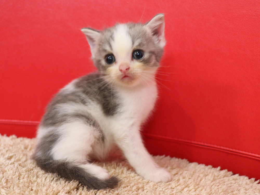 スコティッシュフォールドの子猫画像