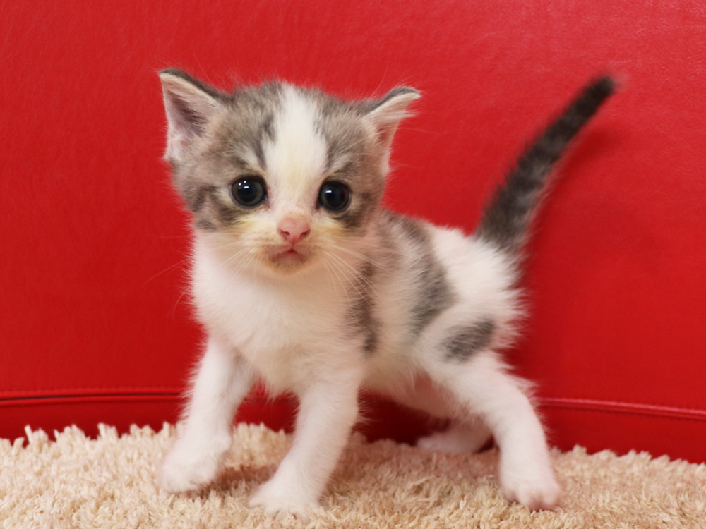 スコティッシュフォールドの子猫画像