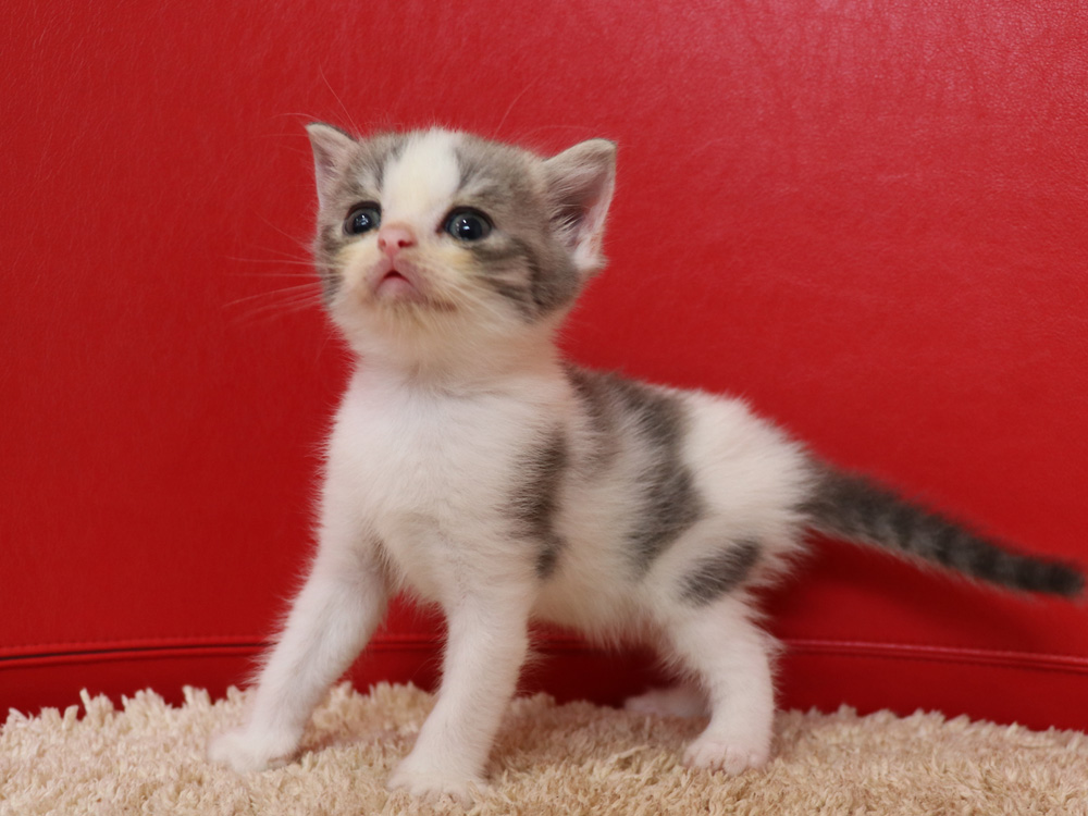 スコティッシュフォールドの子猫画像