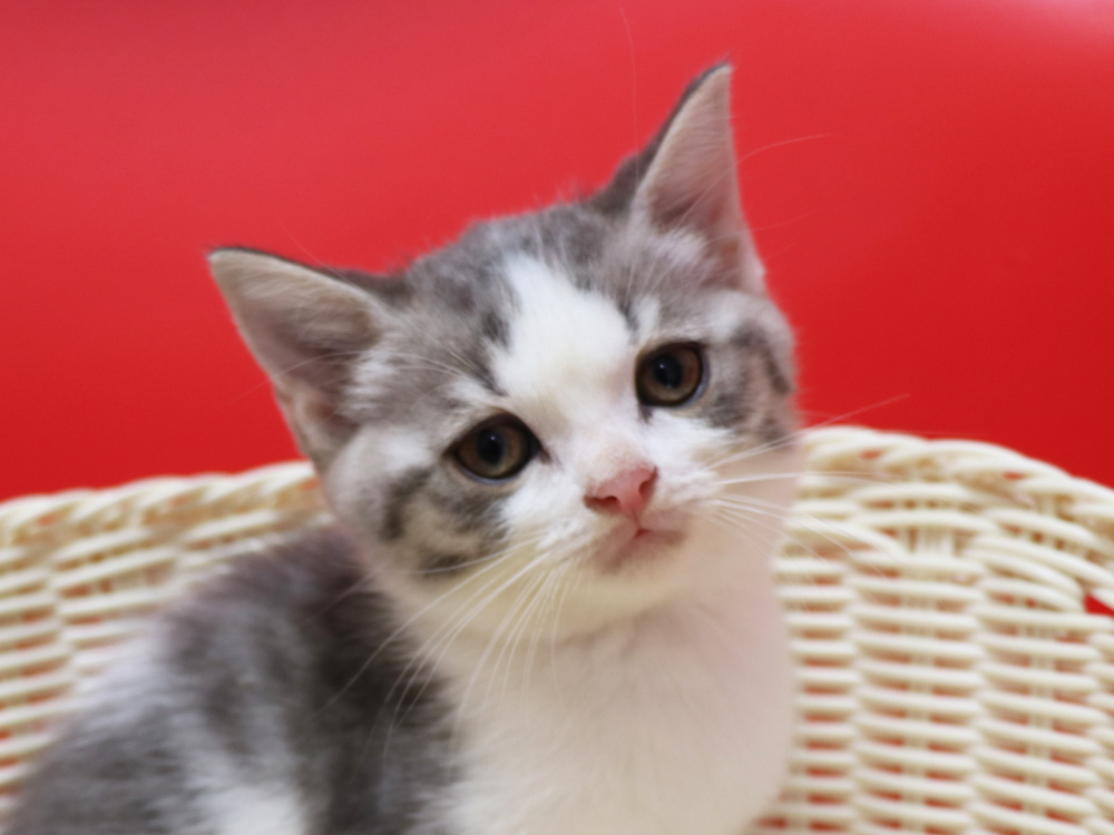 スコティッシュフォールドの子猫画像