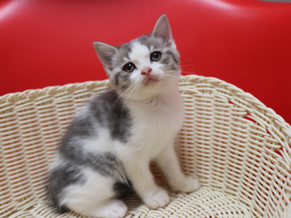 スコティッシュフォールドの子猫画像