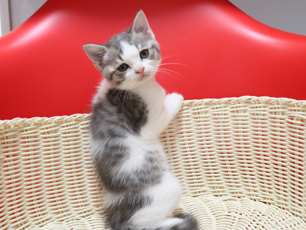 スコティッシュフォールドの子猫画像