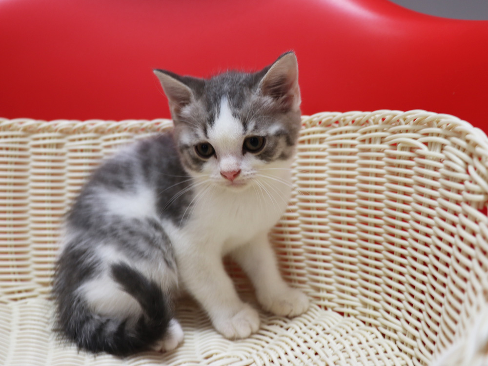 スコティッシュフォールドの子猫画像