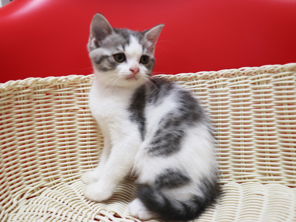 スコティッシュフォールドの子猫画像