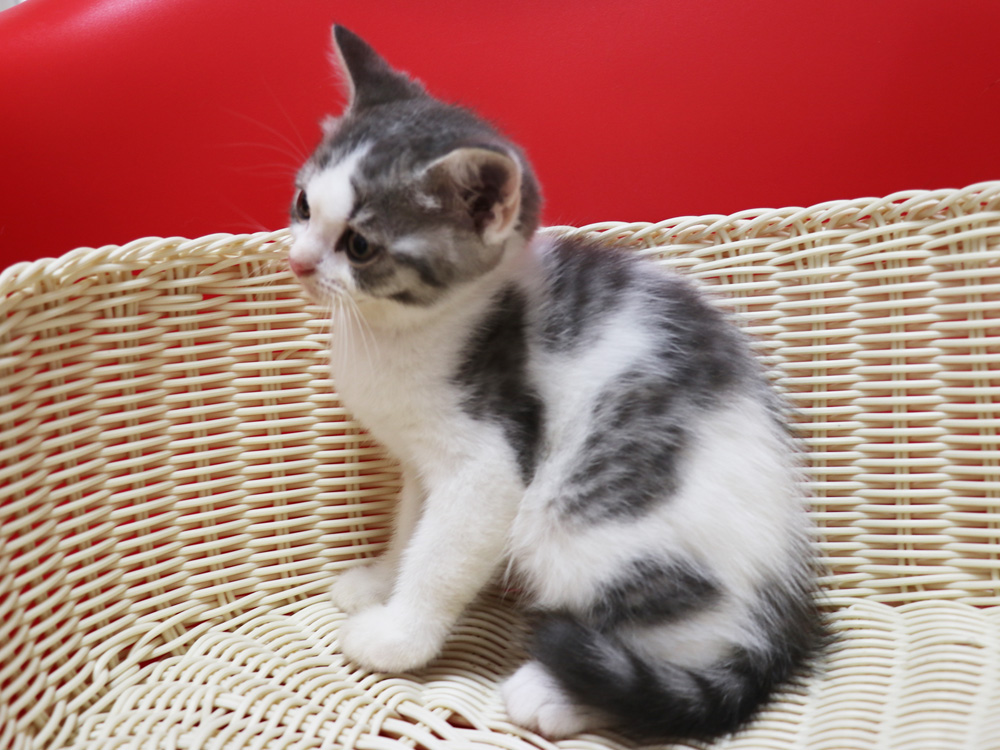 スコティッシュフォールドの子猫画像