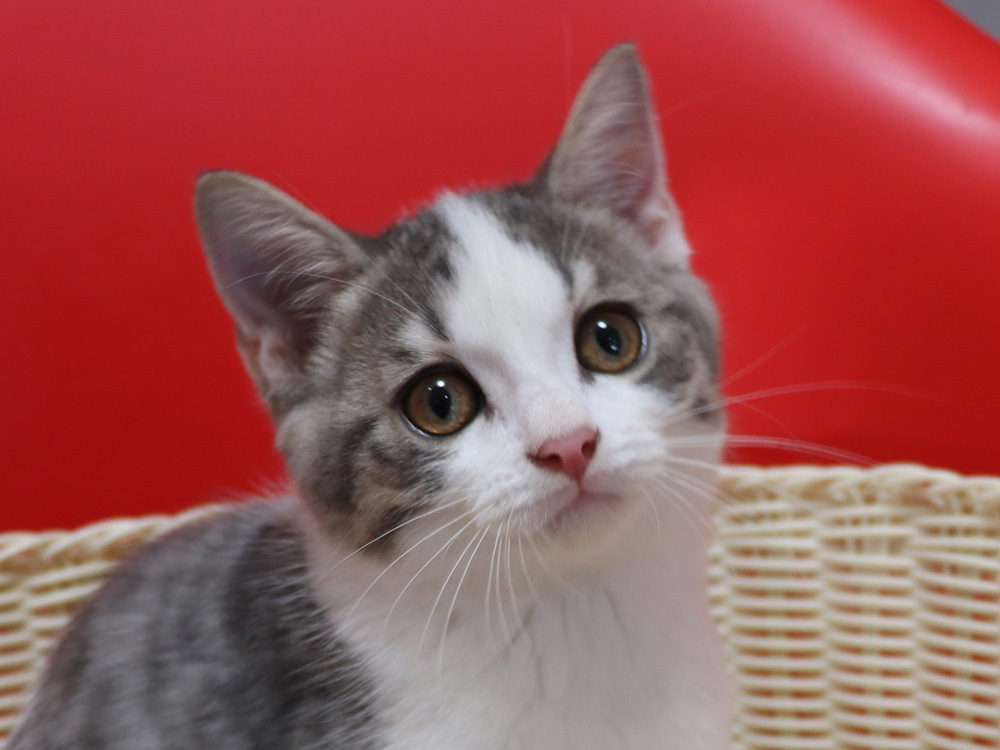 スコティッシュフォールドの子猫画像