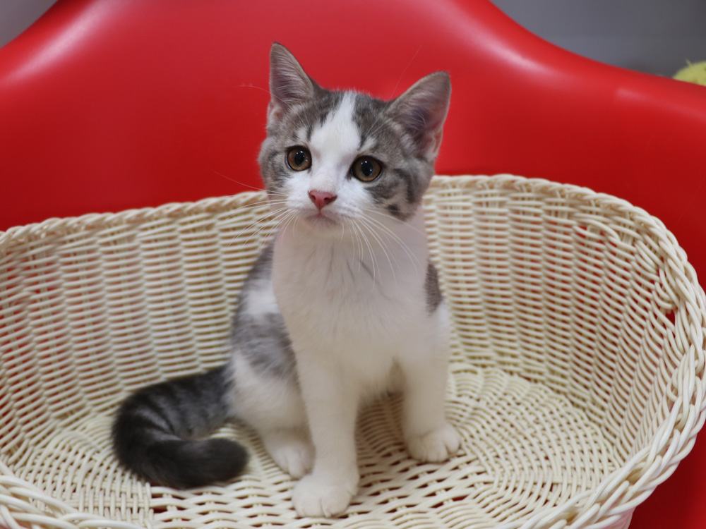 スコティッシュフォールドの子猫画像