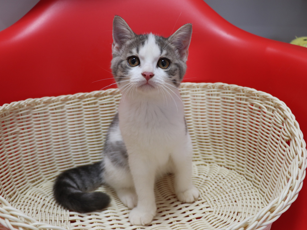 スコティッシュフォールドの子猫画像