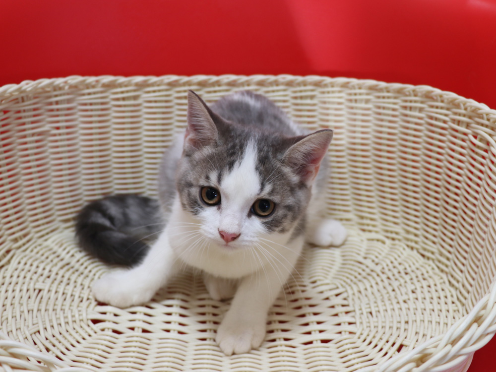 スコティッシュフォールドの子猫画像
