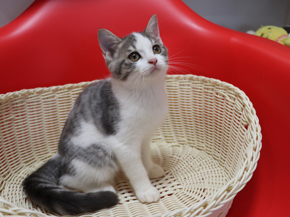 スコティッシュフォールドの子猫画像