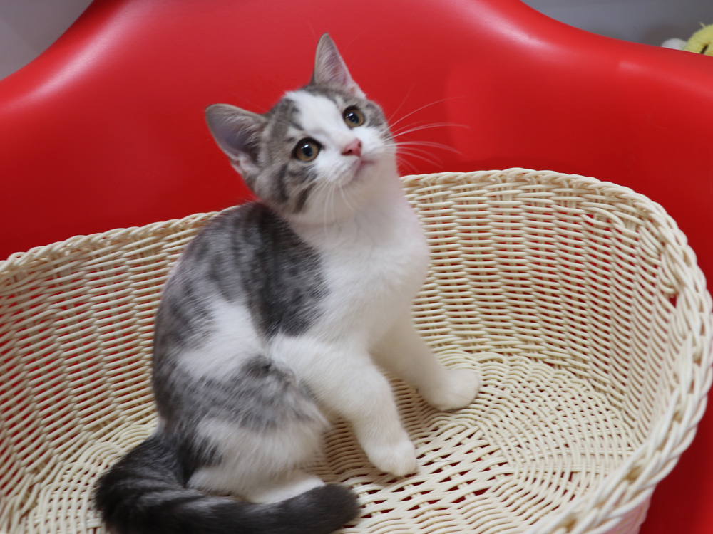 スコティッシュフォールドの子猫画像