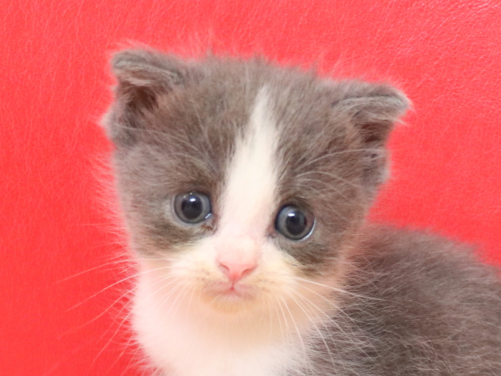 スコティッシュフォールドの子猫画像