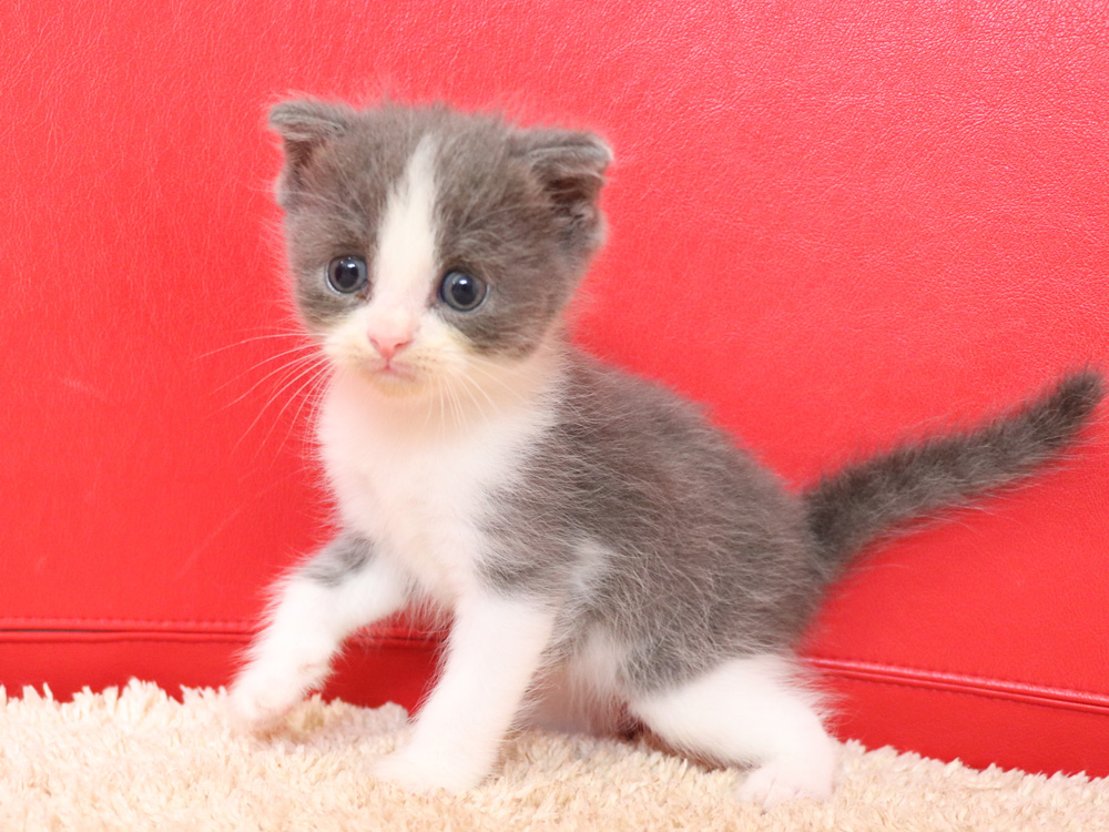 スコティッシュフォールドの子猫画像