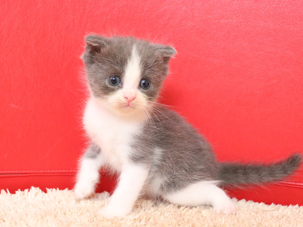 スコティッシュフォールドの子猫画像